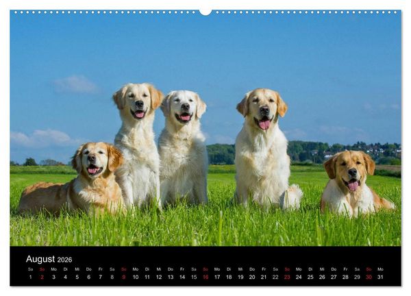 Produktbild: Golden Retriever - Ein Herz auf 4 Pfoten (hochwertiger Premium Wandkalender 2026 DIN A2 quer), Kunstdruck in Hochglanz