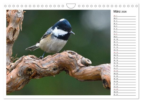 Produktbild: Gefiederte Freunde - Unsere heimischen Gartenv&ouml;gel (Wandkalender 2026 DIN A4 quer), CALVENDO Monatskalender