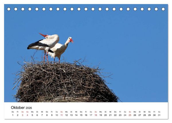 Produktbild: Wilde Tiere unserer Heimat (Tischkalender 2026 DIN A5 quer), CALVENDO Monatskalender
