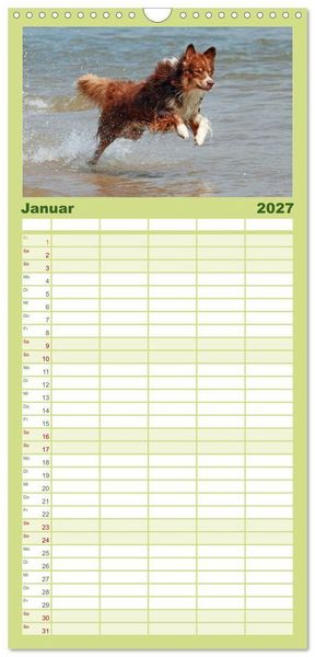 Produktbild: Familienplaner 2027 - Australian Shepherd - H&uuml;tehunde mit Familienanschluss mit 5 Spalten (Wandkalender, 21 x 45 cm) CALVENDO