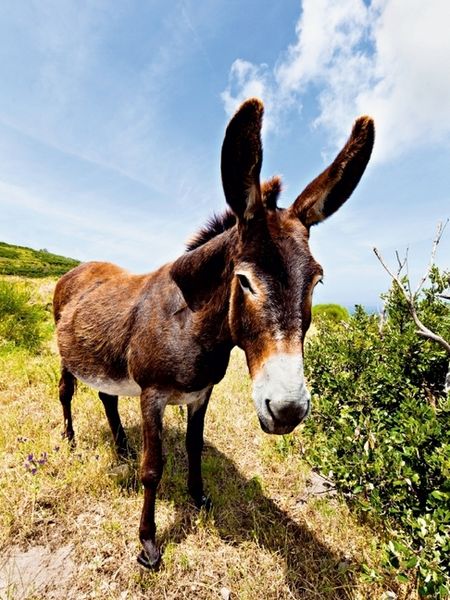 Produktbild: Esel in der Landschaft (Puzzle)