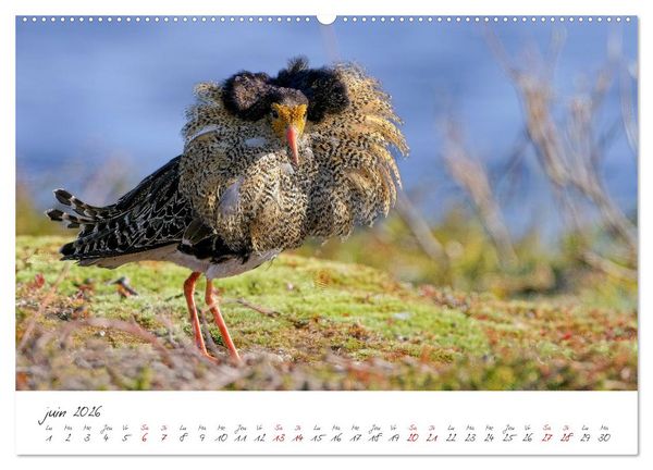 Produktbild: La faune de nos c&ocirc;tes les oiseaux (Calendrier mural 2026 DIN A2 vertical), CALVENDO calendrier mensuel