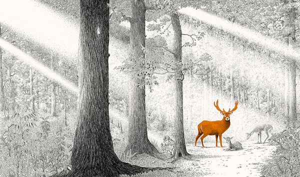 Produktbild: Versteckt im Wald