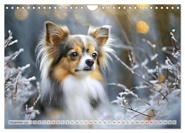 Produktbild: Chihuahuas - Kleine Hunde - gro&szlig;e Temperamentb&uuml;ndel (Wandkalender 2026 DIN A4 quer), CALVENDO Monatskalender