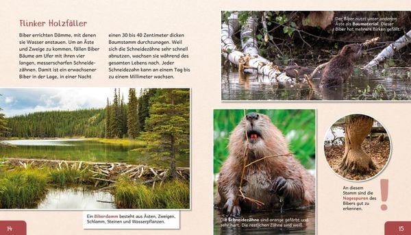 Produktbild: Meine gro&szlig;e Tierbibliothek: Der Biber
