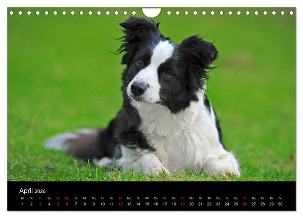 Produktbild: Border Collie 2026 (Wandkalender 2026 DIN A4 quer), CALVENDO Monatskalender