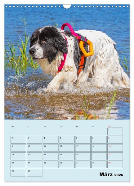 Produktbild: Familienplaner Landseer - Freund und Retter (Wandkalender 2026 DIN A3 hoch), CALVENDO Monatskalender