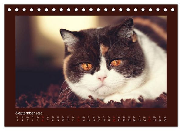 Produktbild: Britisch Kurzhaar Katzen - Poesie f&uuml;rs Auge (Tischkalender 2026 DIN A5 quer), CALVENDO Monatskalender