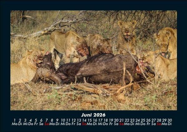 Produktbild: Welt der Tiere 2026 Fotokalender DIN A5