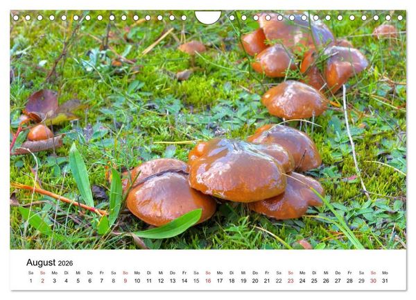 Produktbild: Heimische Pilze (Wandkalender 2026 DIN A4 quer), CALVENDO Monatskalender