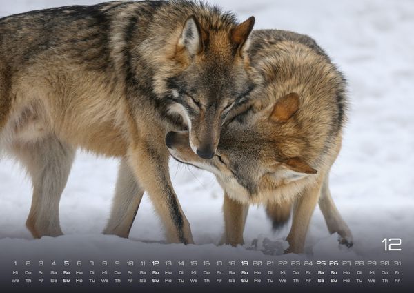Produktbild: Wolf &ndash; Im Schatten des Waldes - 2027 - Kalender DIN A2