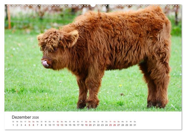Produktbild: K&auml;lber - Kleine Herzensbrecher auf den Wiesen (Wandkalender 2026 DIN A2 quer), CALVENDO Monatskalender
