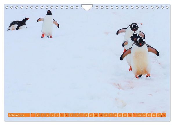 Produktbild: Arktis und Antarktis - Eisig durch das Jahr (Wandkalender 2026 DIN A4 quer), CALVENDO Monatskalender