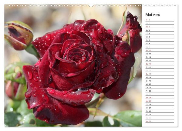 Produktbild: Zauberhafte Rosen (Wandkalender 2026 DIN A2 quer), CALVENDO Monatskalender