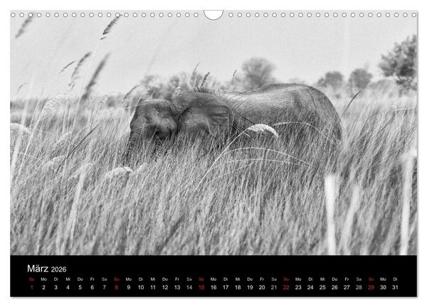 Produktbild: Elefanten Schwarz - Weiss (Wandkalender 2026 DIN A3 quer), CALVENDO Monatskalender