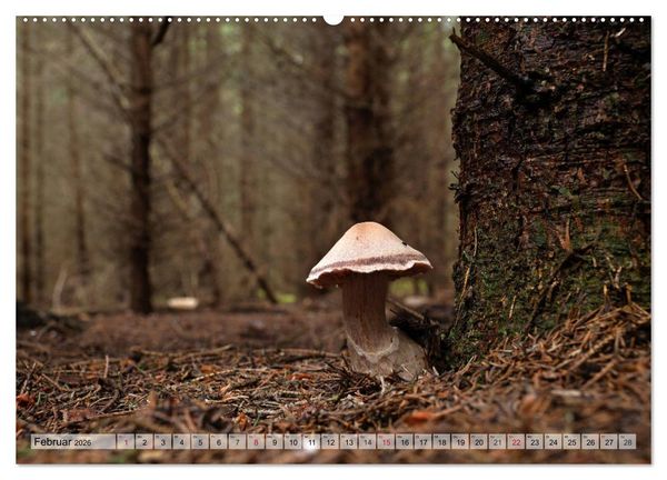 Produktbild: Waldpilz-Impressionen (Wandkalender 2026 DIN A2 quer), CALVENDO Monatskalender