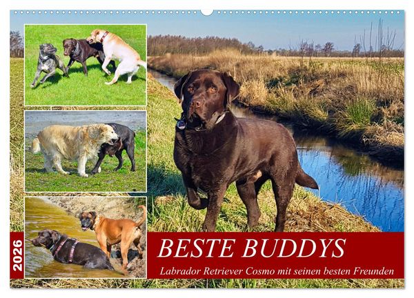 Beste Buddys (Wandkalender 2026 DIN A2 quer), CALVENDO Monatskalender