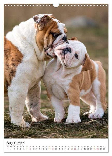 Produktbild: English Bulldog - F&uuml;r Liebhaber britischer Originale (Wandkalender 2027 DIN A3 hoch), CALVENDO Monatskalender