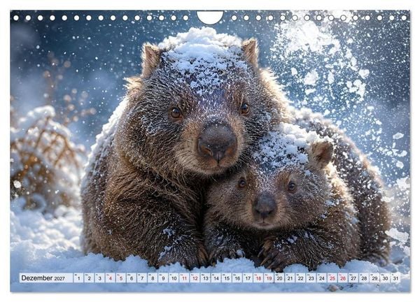 Produktbild: Niedliche Wombats - Australiens flauschige Beuteltiere zum Verlieben (Wandkalender 2027 DIN A4 quer), CALVENDO Monatskalender