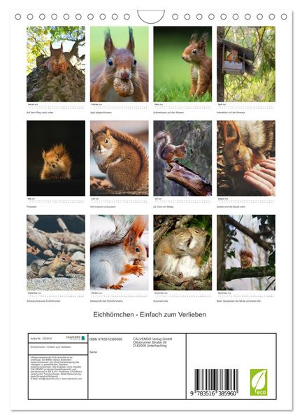 Produktbild: Eichh&ouml;rnchen - Einfach zum Verlieben (Wandkalender 2026 DIN A4 hoch), CALVENDO Monatskalender
