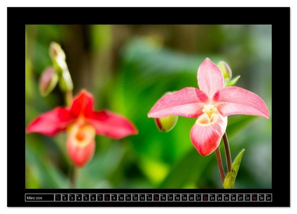 Produktbild: Frauenschuhe - die sch&ouml;nsten Orchideen der Welt (Wandkalender 2026 DIN A4 quer), CALVENDO Monatskalender