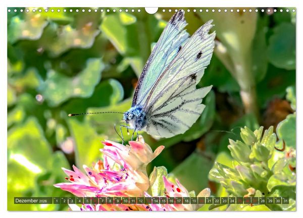 Produktbild: INSEKTEN - Makrofotografie in freier Natur (Wandkalender 2026 DIN A3 quer), CALVENDO Monatskalender
