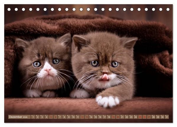 Produktbild: Katzenkinder - Britisch Kurzhaar (Tischkalender 2026 DIN A5 quer), CALVENDO Monatskalender