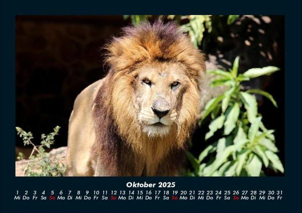 Produktbild: Tierkalender 2025 Fotokalender DIN A4
