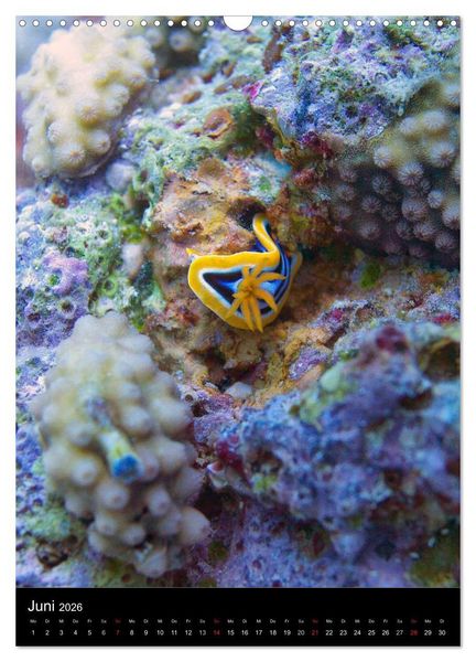 Produktbild: Abtauchen im Roten Meer (Wandkalender 2026 DIN A3 hoch), CALVENDO Monatskalender