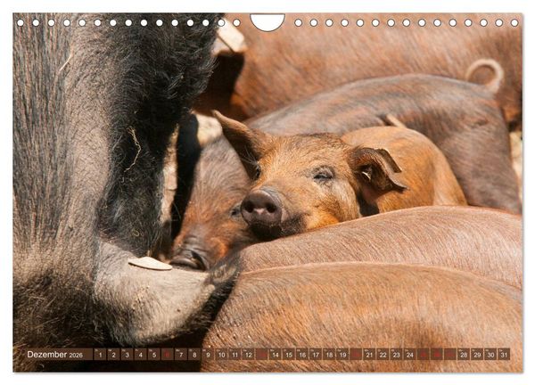 Produktbild: Gl&uuml;ckliche Schweine Berkshire-Iberico Ferkel (Wandkalender 2026 DIN A4 quer), CALVENDO Monatskalender