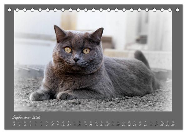 Produktbild: GRAUE ENGEL Britischkurzhaar-Katzen (Tischkalender 2026 DIN A5 quer), CALVENDO Monatskalender