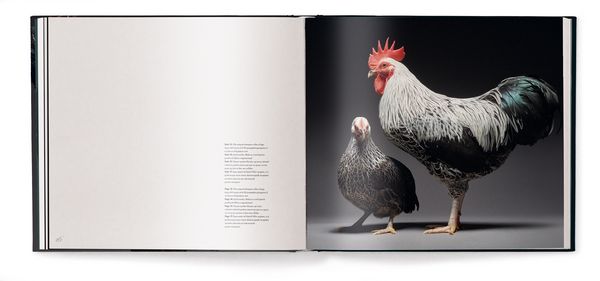 Produktbild: Feathered Elegance