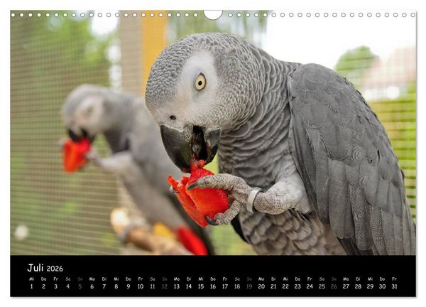 Produktbild: Graupapageien mit Herz (Wandkalender 2026 DIN A3 quer), CALVENDO Monatskalender