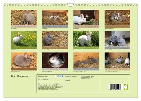 Produktbild: Rex - Kaninchen (Wandkalender 2026 DIN A3 quer), CALVENDO Monatskalender