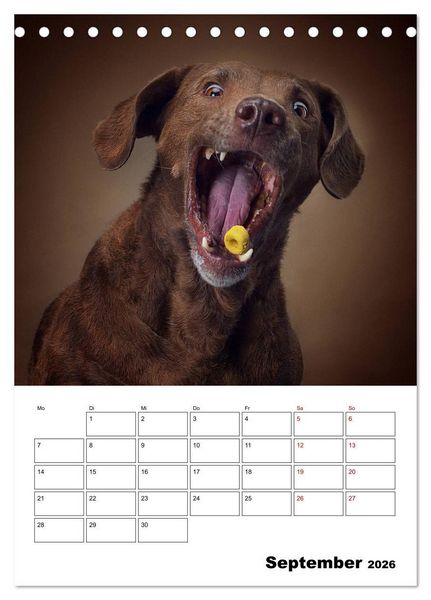 Produktbild: Fang das Leckerli (Tischkalender 2026 DIN A5 hoch), CALVENDO Monatskalender