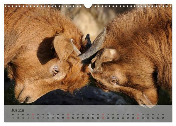 Produktbild: Ziegen. Kluge Freigeister (Wandkalender 2026 DIN A3 quer), CALVENDO Monatskalender