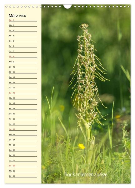 Produktbild: Wildwachsende Orchideen in Bayern (Wandkalender 2026 DIN A3 hoch), CALVENDO Monatskalender