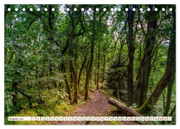 Produktbild: Im Zauber der W&auml;lder (Tischkalender 2026 DIN A5 quer), CALVENDO Monatskalender