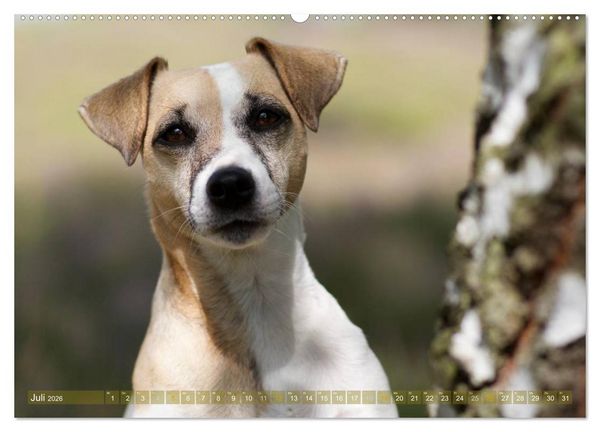 Produktbild: Faszination Terrier (hochwertiger Premium Wandkalender 2026 DIN A2 quer), Kunstdruck in Hochglanz