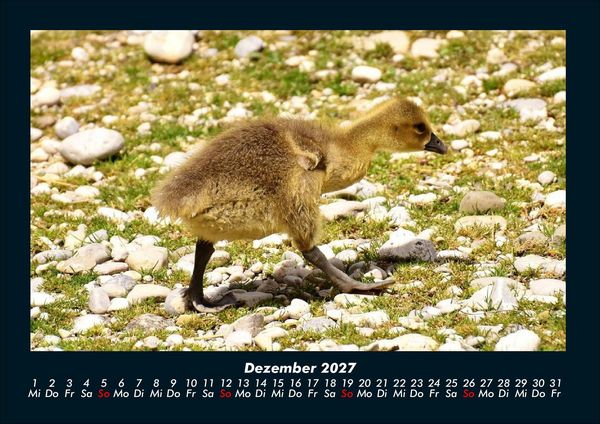 Produktbild: Welt der V&ouml;gel 2027 Fotokalender DIN A4