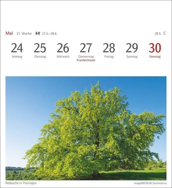 Produktbild: B&auml;ume Postkartenkalender 2027 - Wochenkalender mit 53 Postkarten