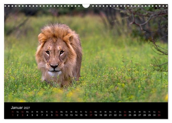 Produktbild: Afrikas Raubkatzen (Wandkalender 2027 DIN A3 quer), CALVENDO Monatskalender