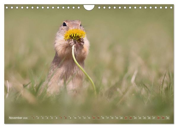 Produktbild: Zauberhafte Ziesel (Wandkalender 2026 DIN A4 quer), CALVENDO Monatskalender