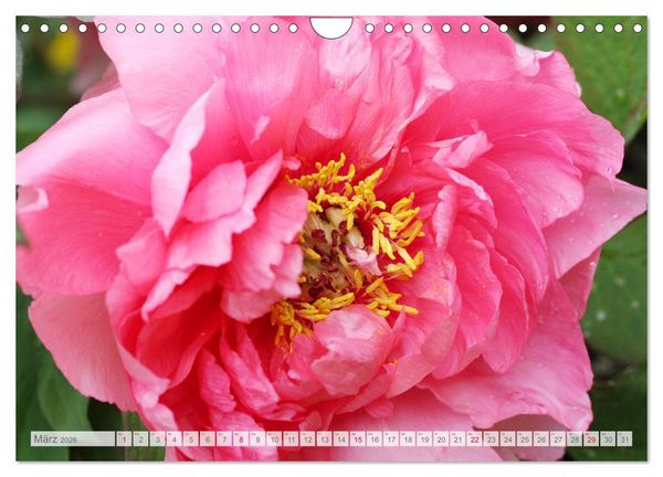 Produktbild: Pfingstrosenbl&uuml;ten (Wandkalender 2026 DIN A4 quer), CALVENDO Monatskalender