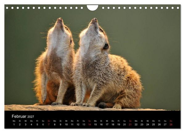 Produktbild: Erdm&auml;nnchen - Tierkinder (Wandkalender 2027 DIN A4 quer), CALVENDO Monatskalender