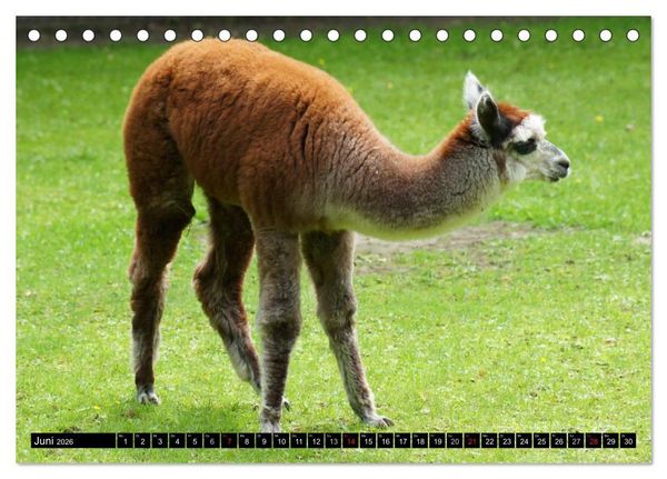 Produktbild: Lama und Alpaka (Tischkalender 2026 DIN A5 quer), CALVENDO Monatskalender
