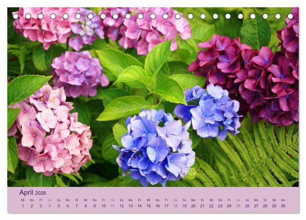 Produktbild: Hortensien 2026. Farbenpr&auml;chtige Impressionen aus dem Garten (Tischkalender 2026 DIN A5 quer), CALVENDO Monatskalender