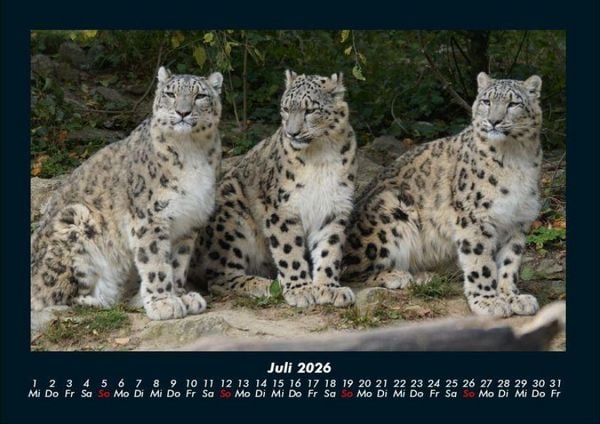Produktbild: Tiere in der Wildnis 2026 Fotokalender DIN A4