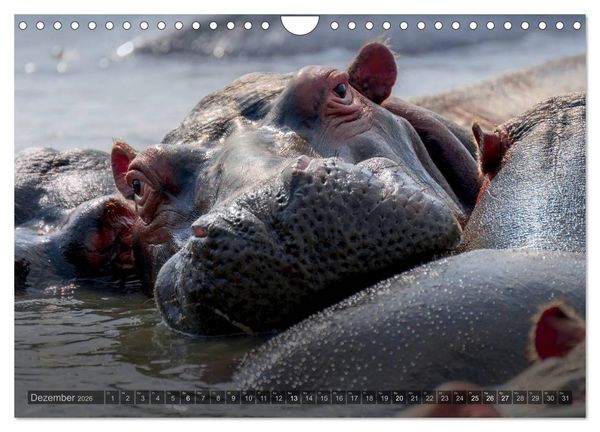 Produktbild: S&uuml;dafrika - Die Tierwelt (Wandkalender 2026 DIN A4 quer), CALVENDO Monatskalender