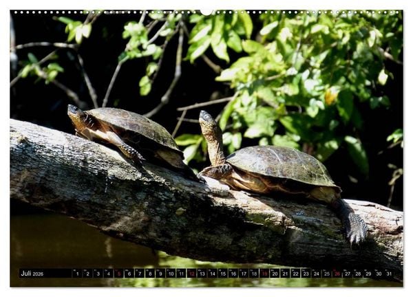 Produktbild: Regenwald &bull; Tiere im Dschungel (hochwertiger Premium Wandkalender 2026 DIN A2 quer), Kunstdruck in Hochglanz
